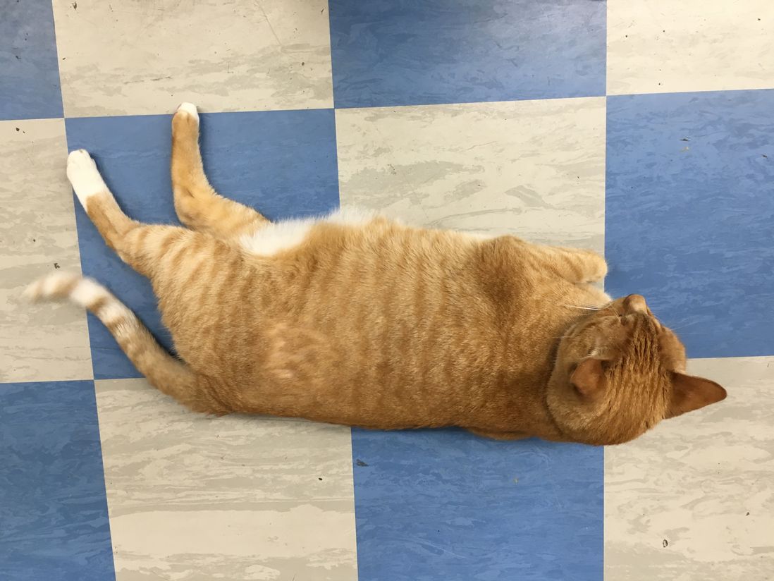 This bodega cat is named Oliver. Watch him as he tests the floor of his Upper West Side home to make sure it's good enough for shoppers.<br>(Kate Hinds / WNYC)